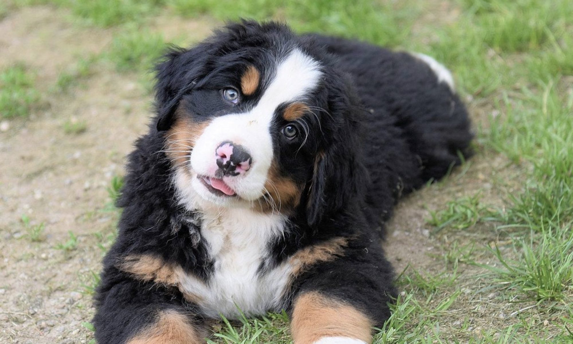 The Adventures of Magical Mojo